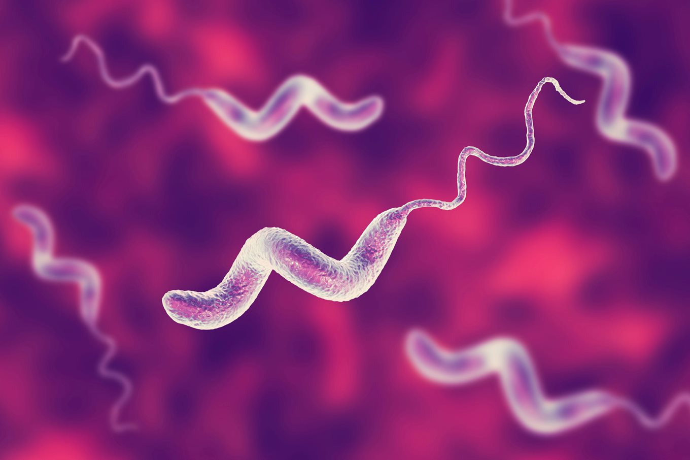 Image of Campylobacter under the microscope